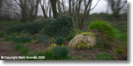 Sleeping In The Forest 2005